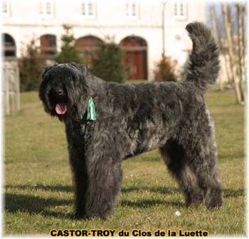 bouvier des flandres du clos de la luette - copyright d&eacute;pos&eacute;